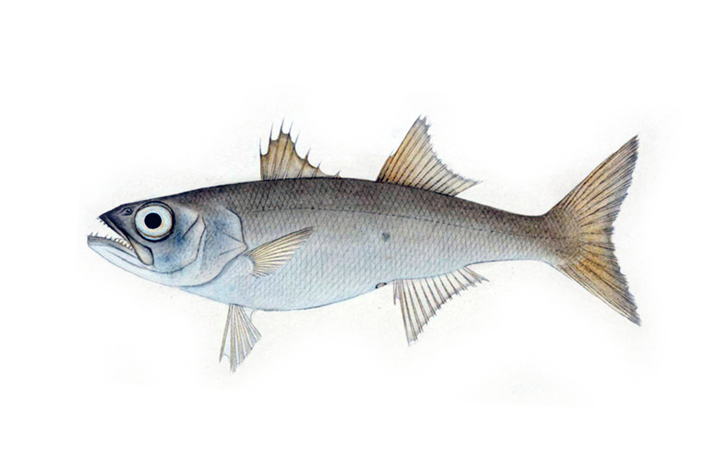 Boga