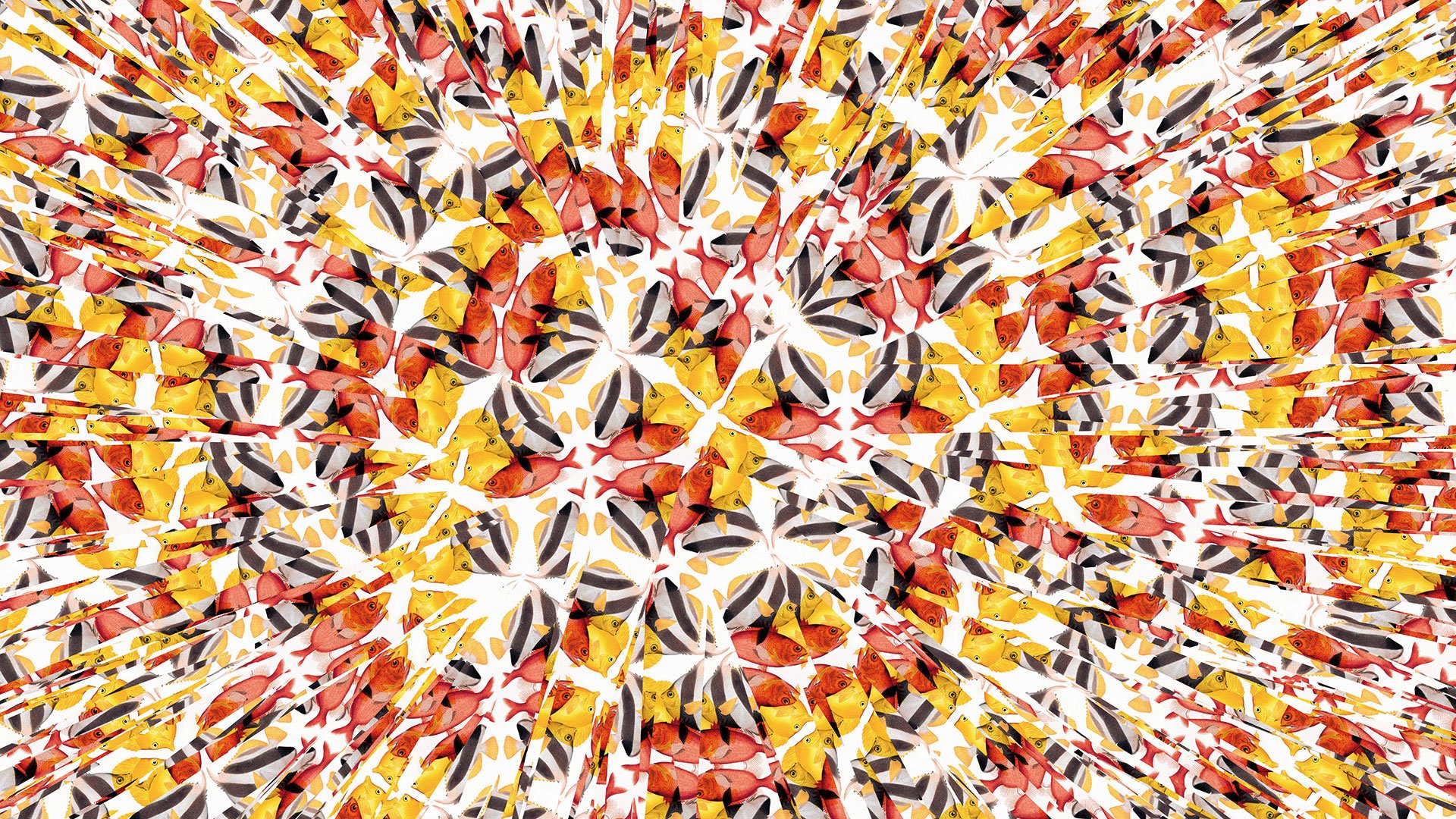 Illusioni Ittiche Limited Graphic Prints by Valerio Sommella Studio for Limited Edition